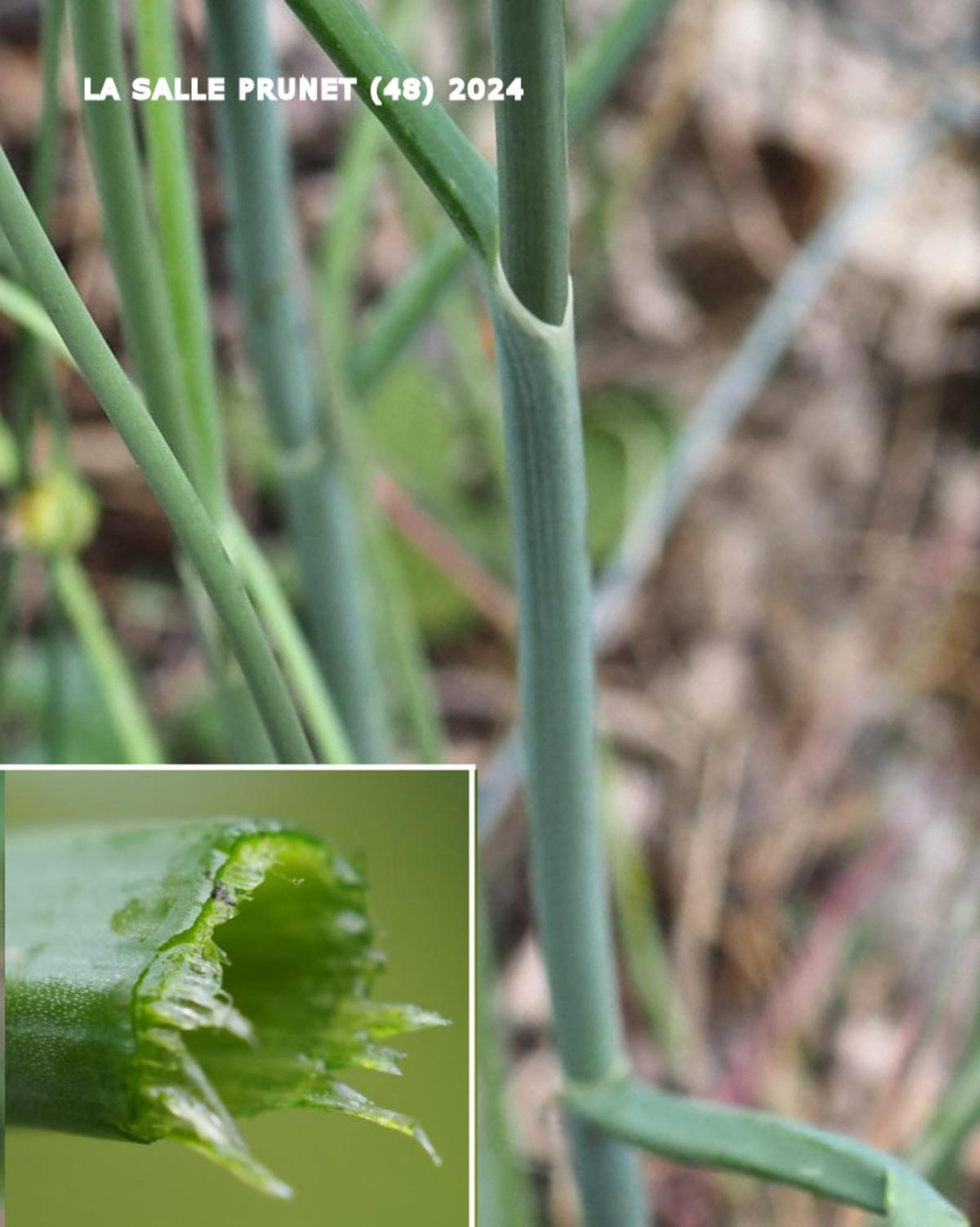 Leek, Round-headed leaf